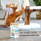 Complexe articulations pour chats